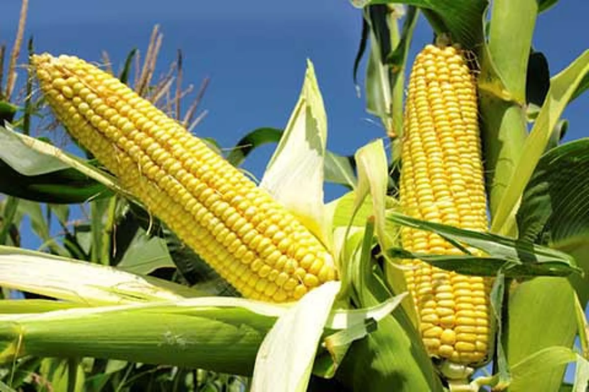 Quality Protein Maize: Towards Nutritional Security