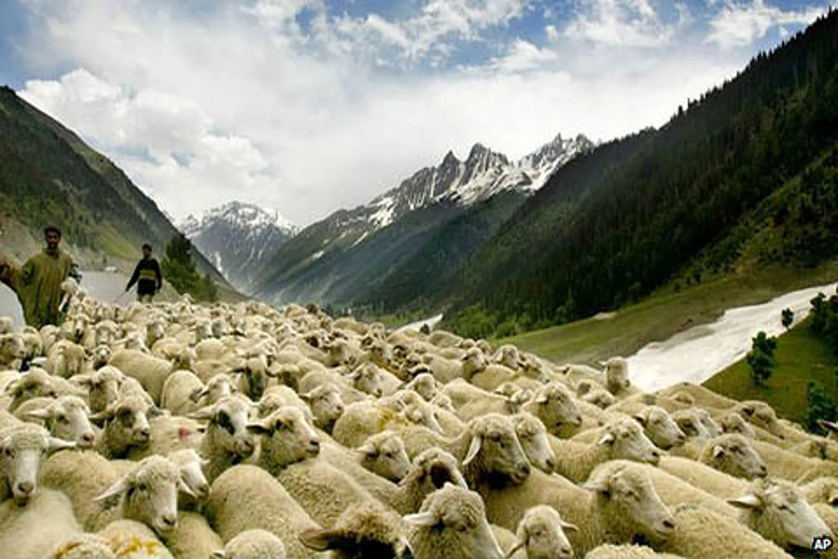 Shifting of Sheep Farm from Dachigam