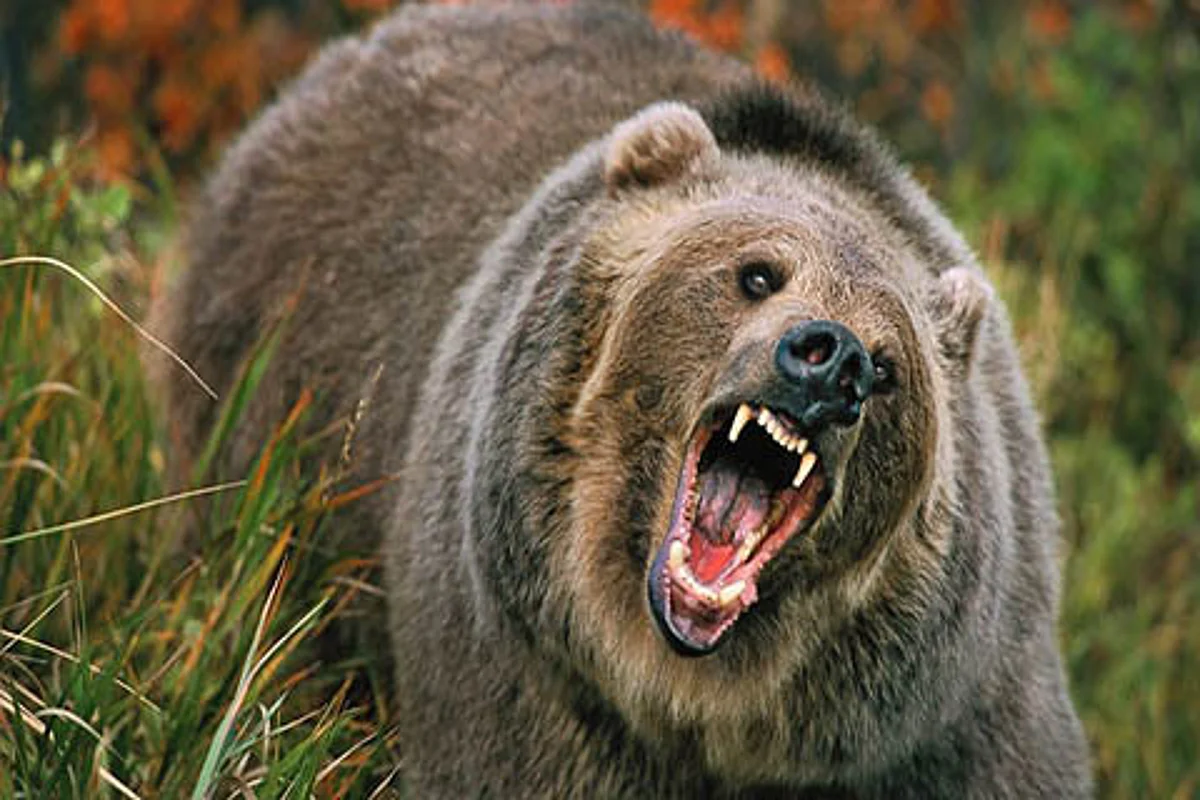 Man-animal conflict: LC panel for clearing all compensation cases