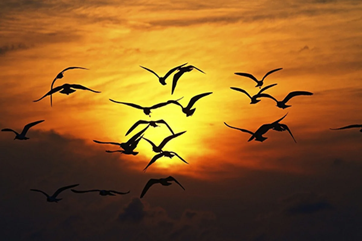 Intense cold forces Avian guests to shift habitat