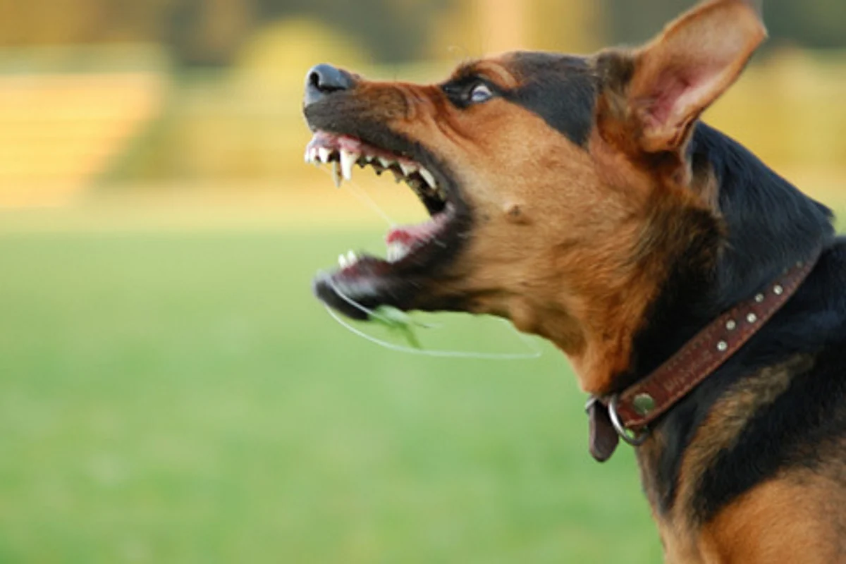 Dogs bite nine children in Beerwah villages