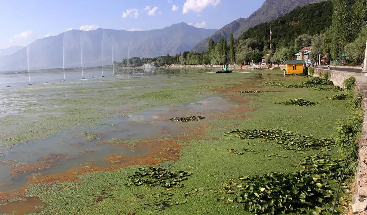About the Lake