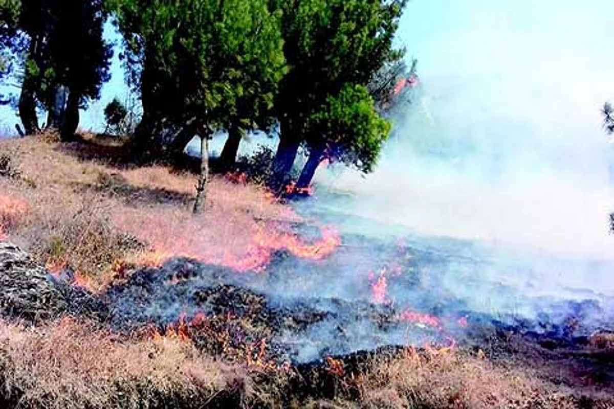 JK witnessed 781 forest fire incidents in 2016: Report