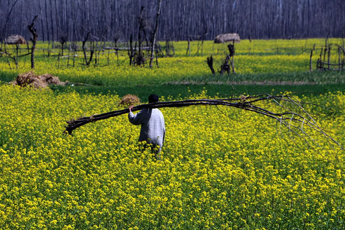 Mustard farming gains popularity in Kashmir