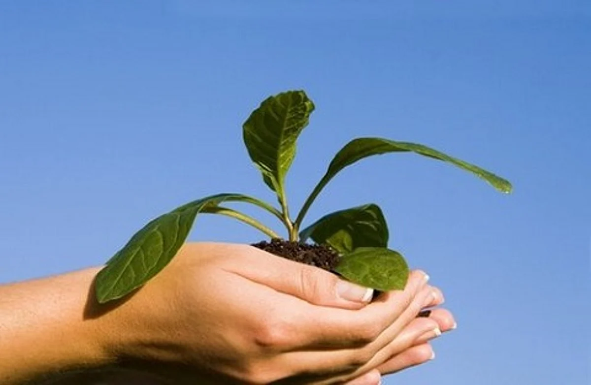 GDC Ganderbal holds plantation drive