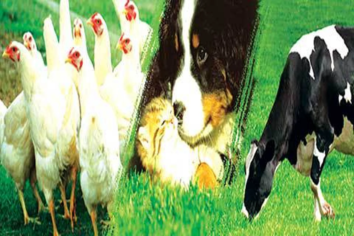 Animal Health: Our Role & Responsibility