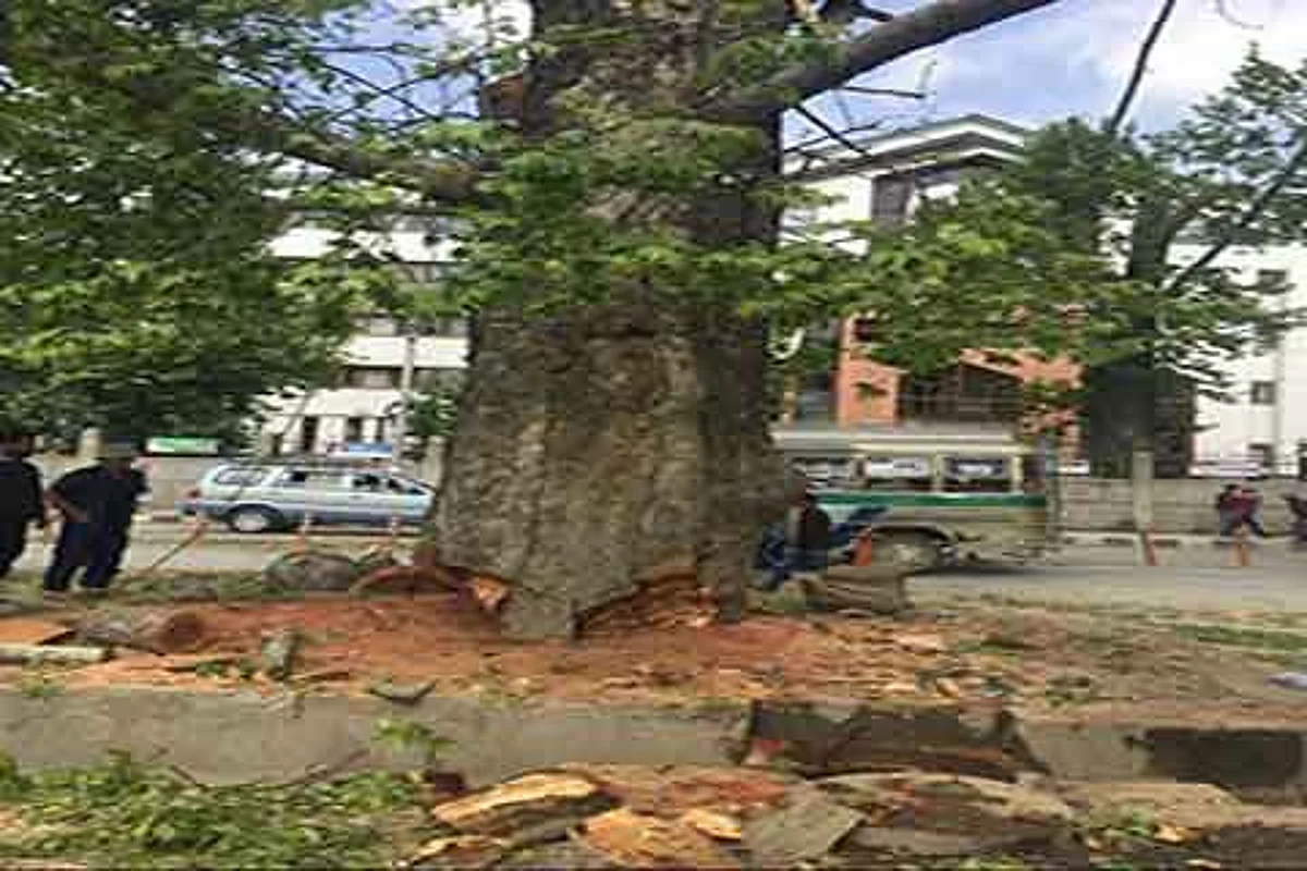 ‘Authorities didn’t explore alternatives to save Chinars’