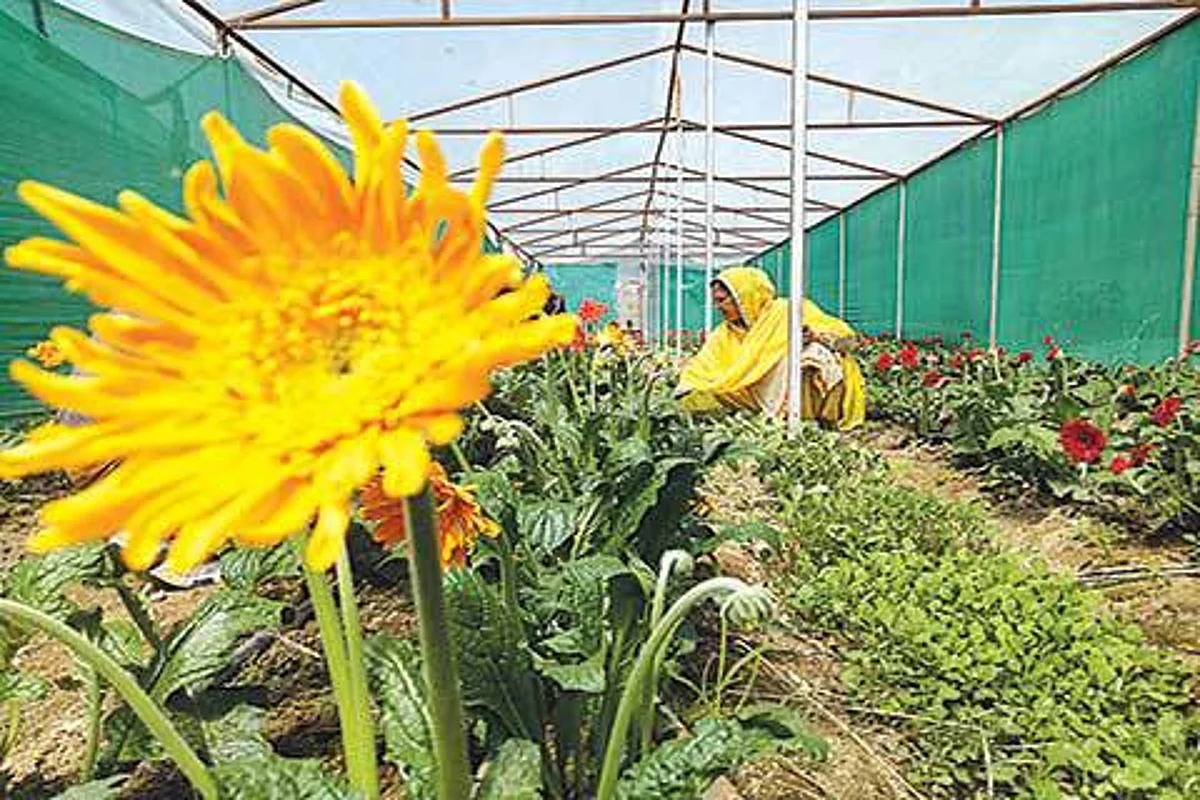 Homely business:Growing a cut flower garden