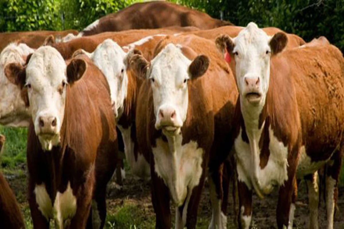 FMD outbreak: Sheep Husbandry deptt asks farmers not to panic