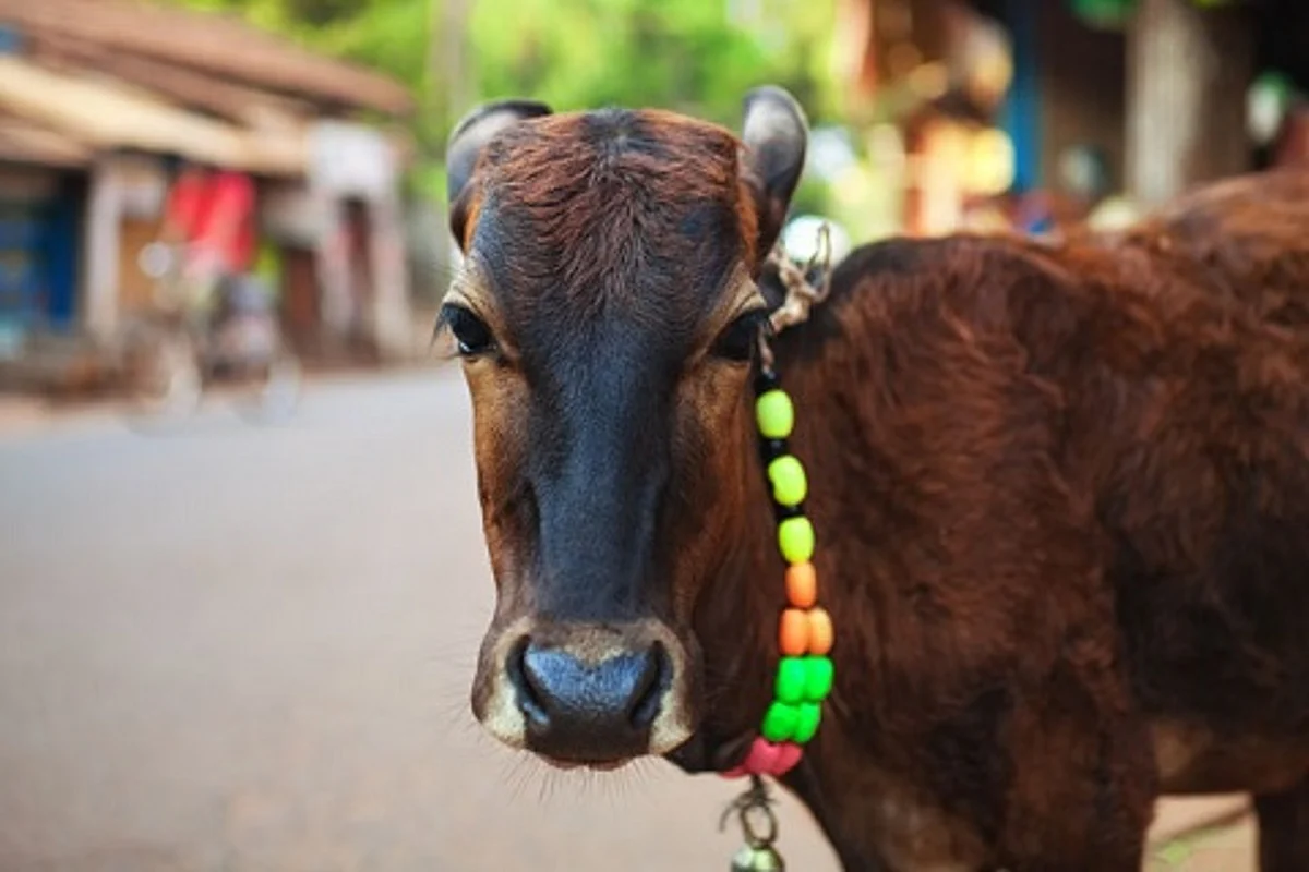 30 cattle cross over LoC in north Kashmir's Gurez