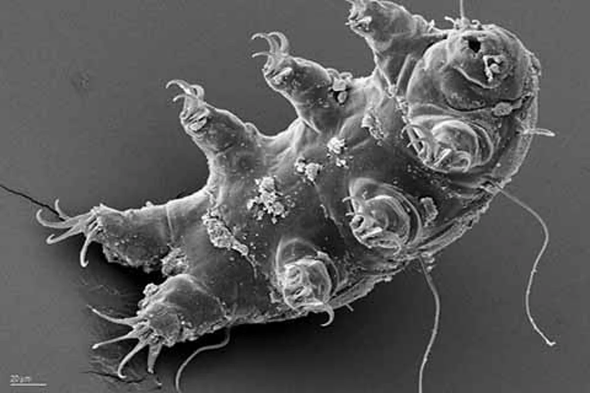 8-legged tiny animal will outlive the sun: Study