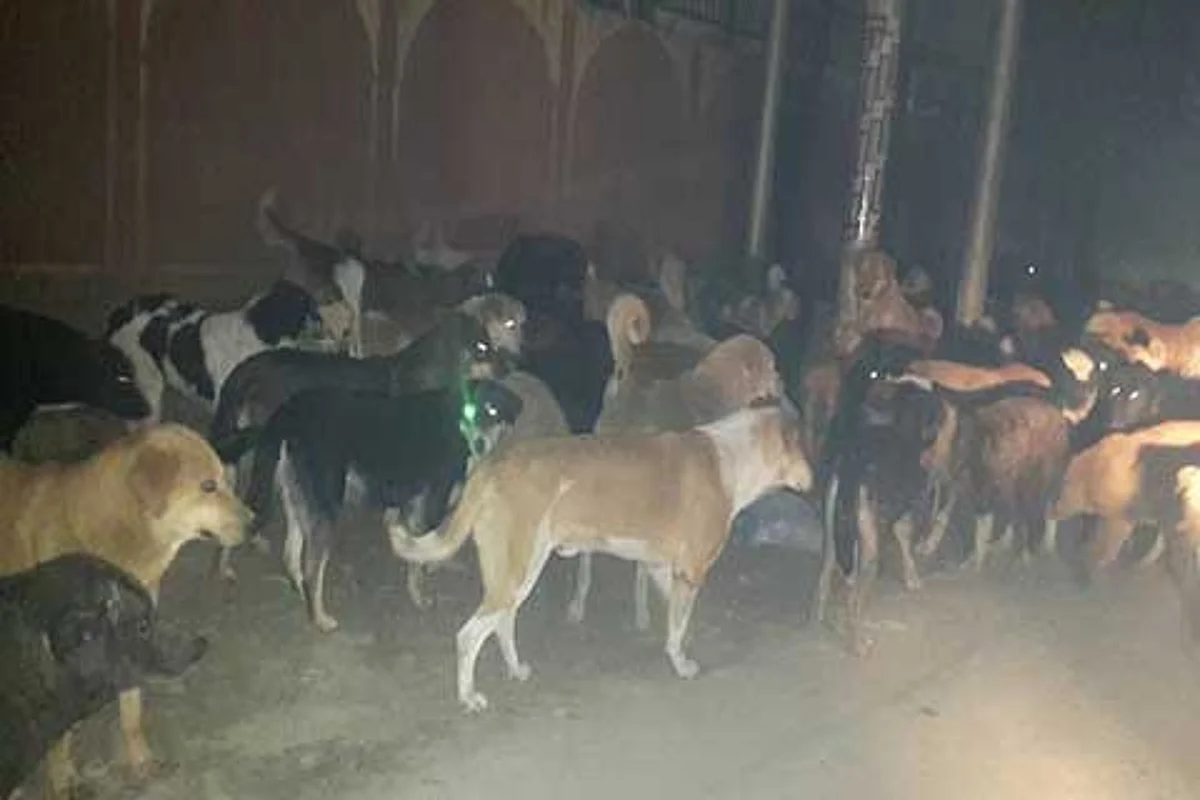 Govt forms panel for controlling stray dog numbers