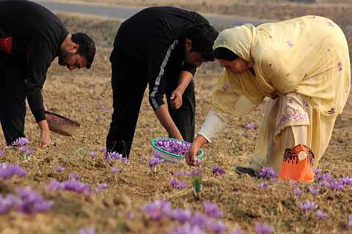 Saffron production in Kashmir