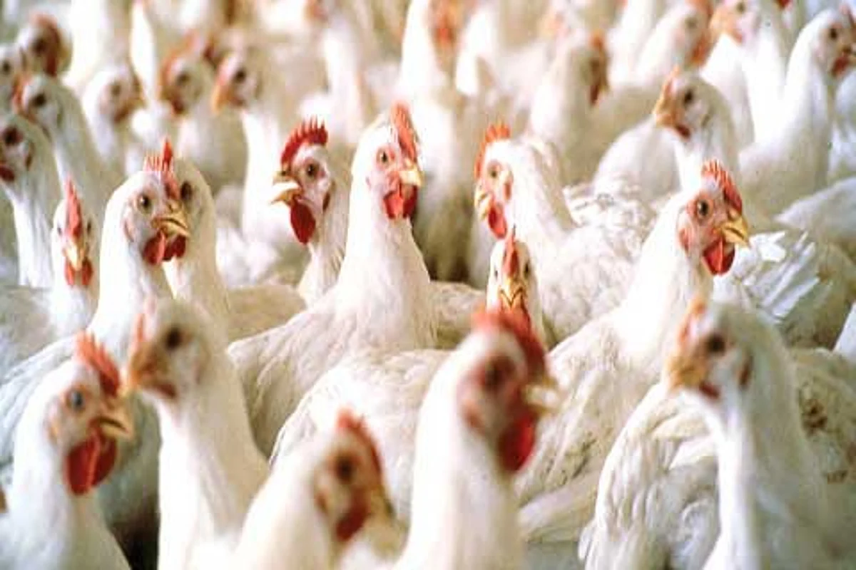 J&K to establish mega poultry hatchery plant: Mir Zahoor