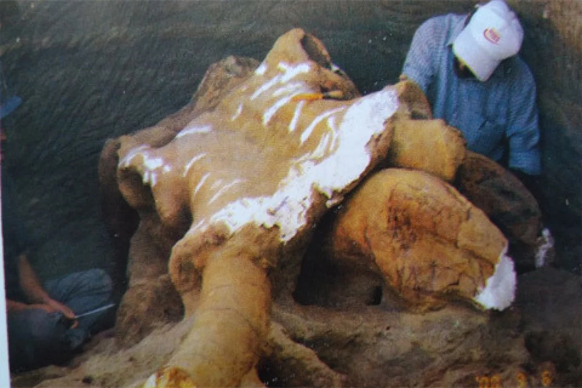 Kashmir heritage: Tale of a mammoth loss