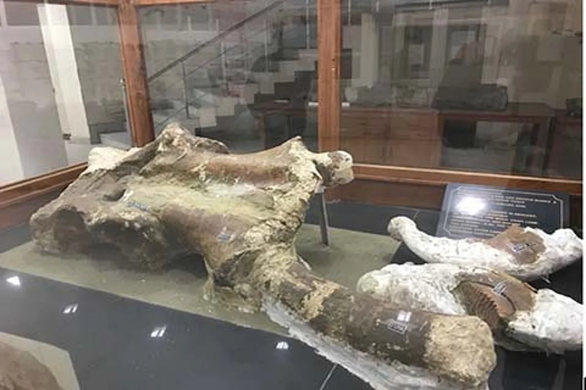 Where is Kashmir’s 50,000 year old mammoth?