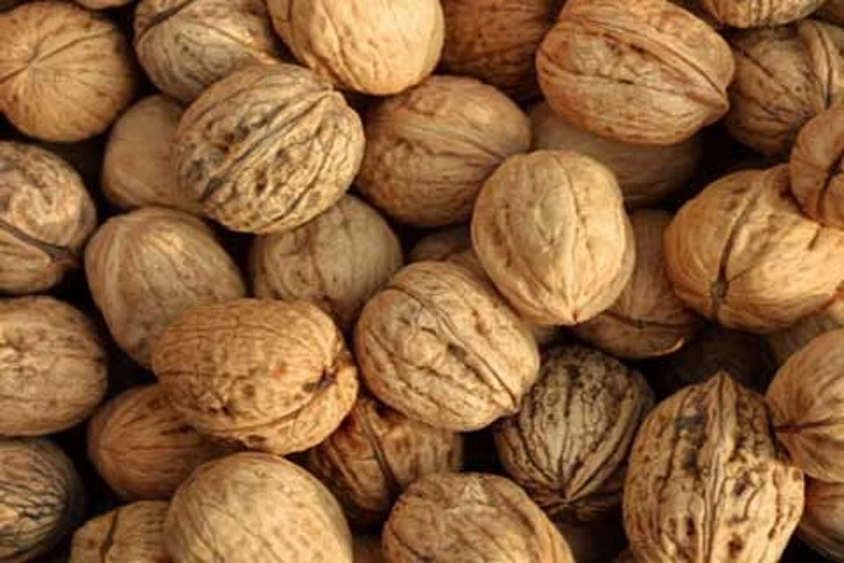 Kashmir’s walnut trade register drastic dip in prices