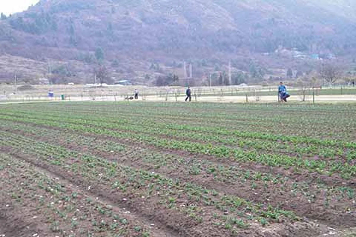 A million tulips to bloom Srinagar’s Tulip Garden this season