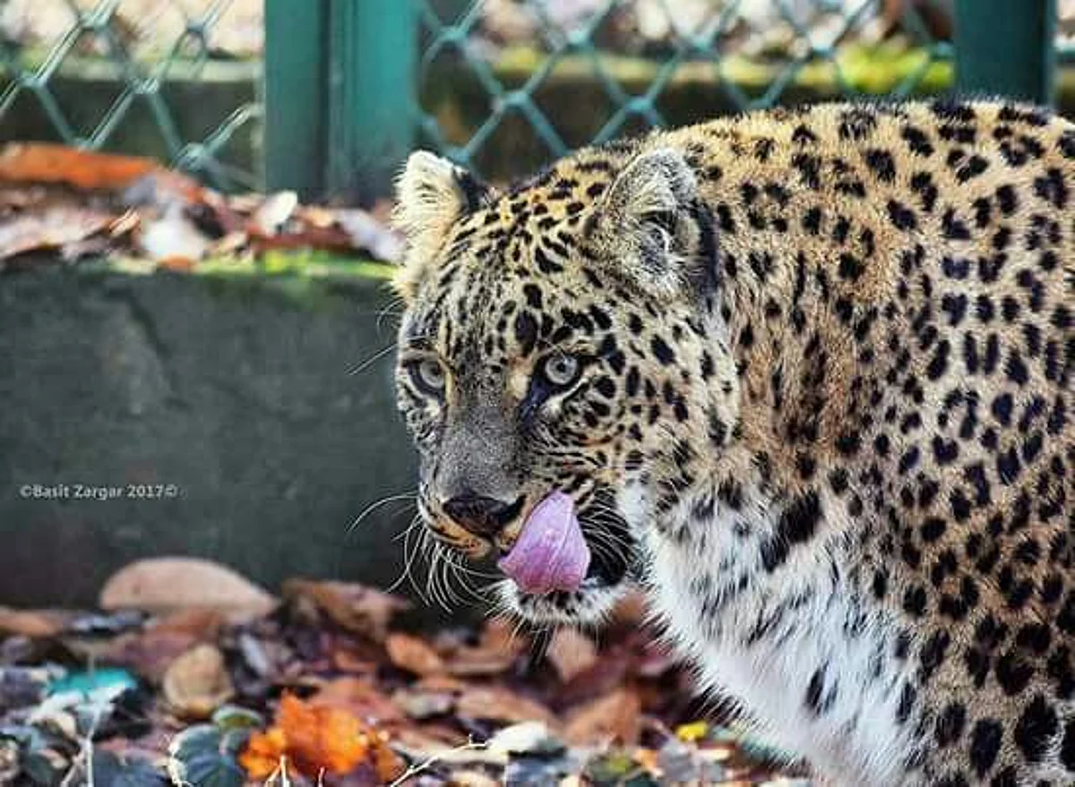 Leopard mauls minor to death in Rajouri