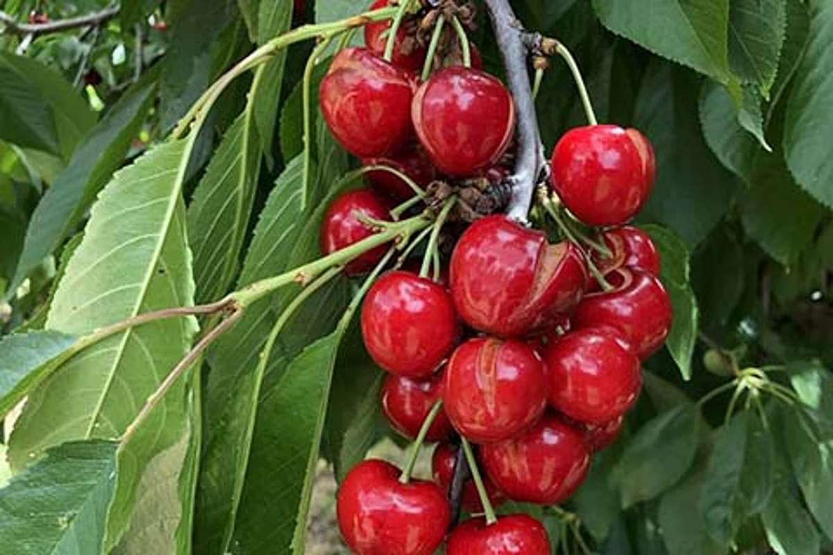 Cherry export via air cargo starts