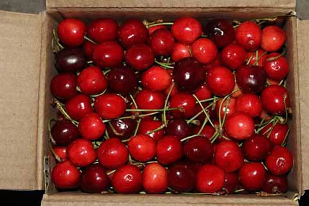 Decline in cherry prices result of supply, demand mismatch: Canners