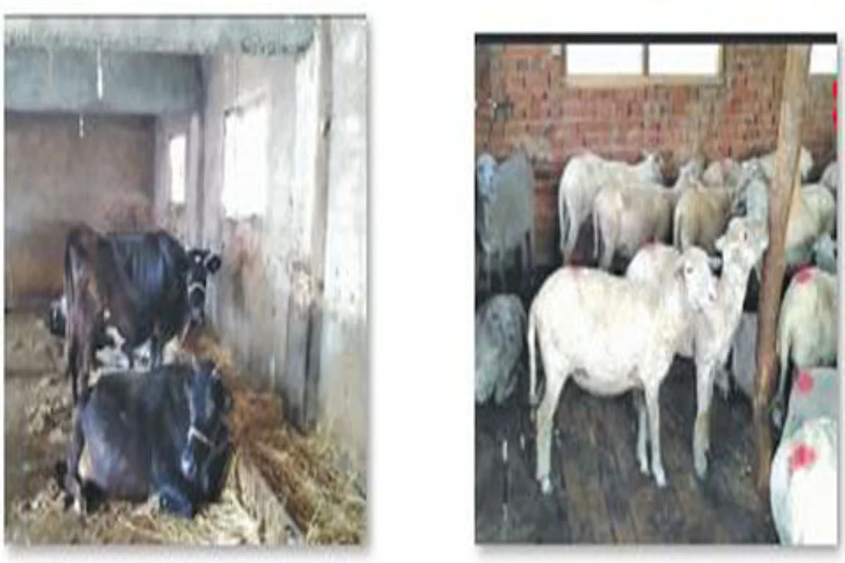 FOOT AND MOUTH DISEASE OUTBREAK : ‘Substandard vaccination causing bovine deaths in Kashmir’