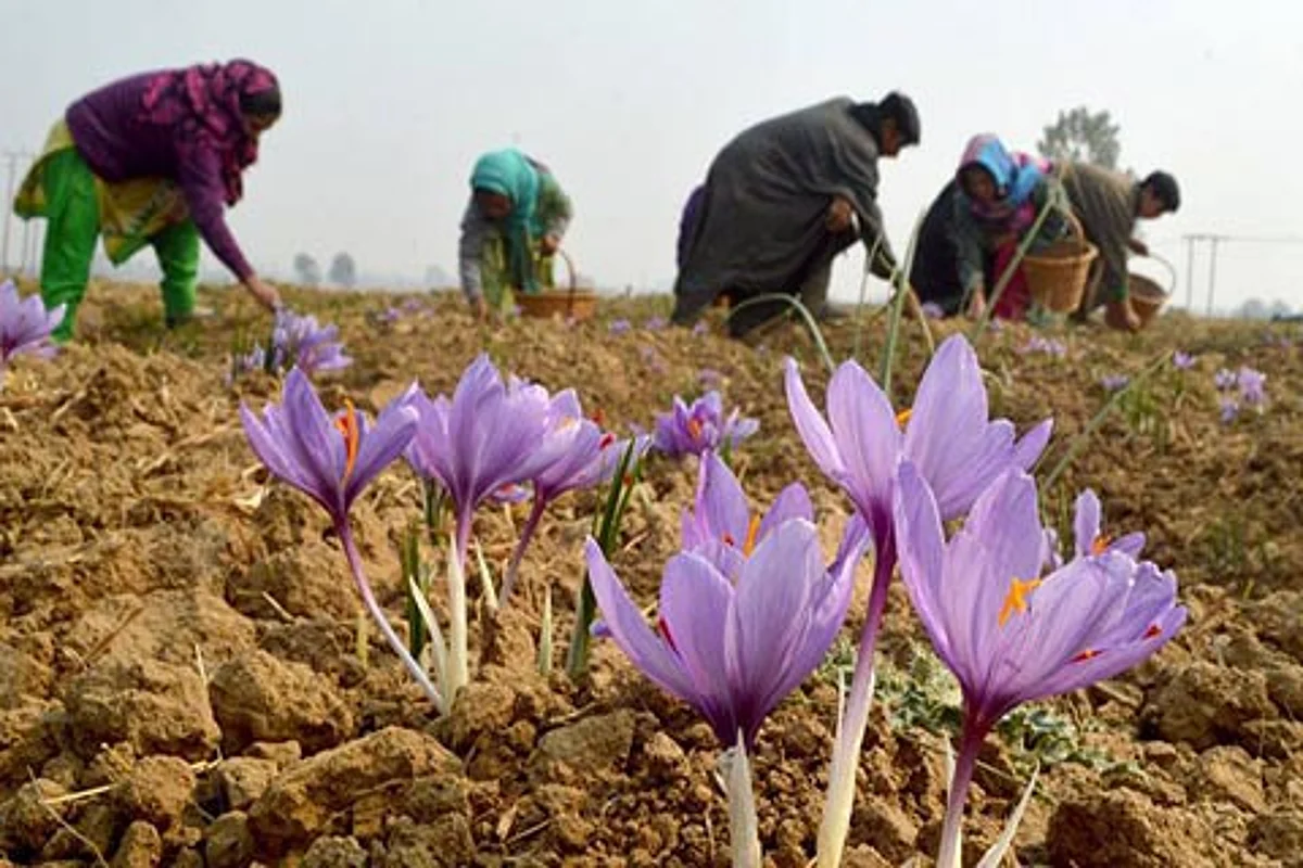 Centre extends saffron mission for 2 more years