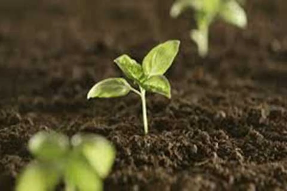 On Organic Farming