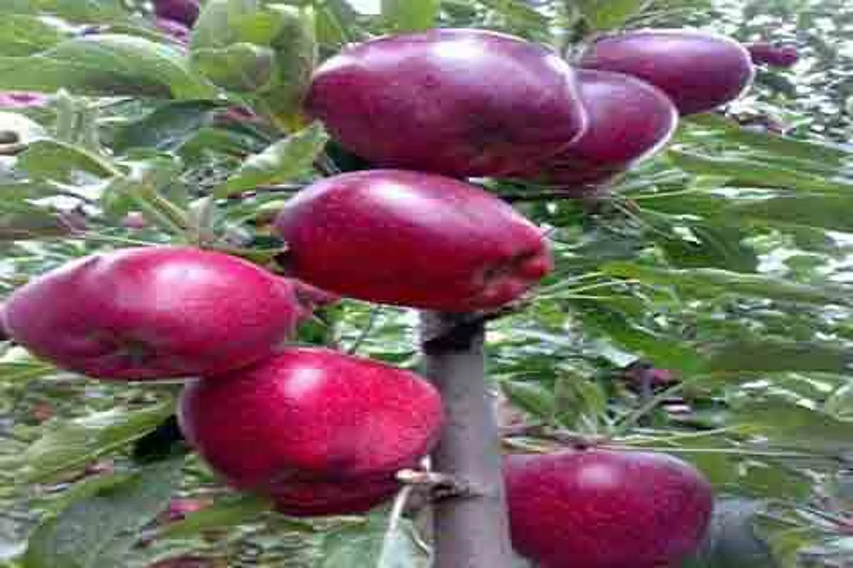 Skyrocketing freight rates, highway traffic snarls dampener for Kashmir’s apple exports