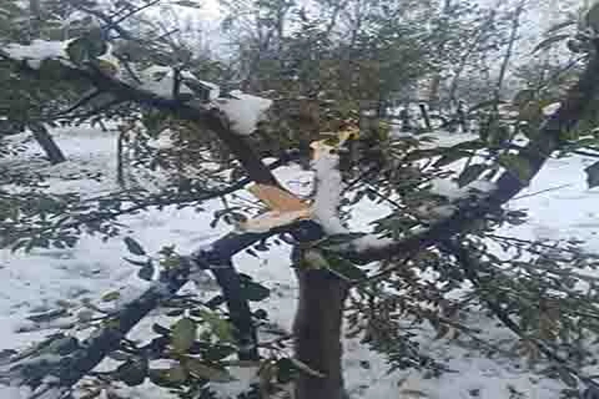 25-40% orchards damaged in southern districts: officials