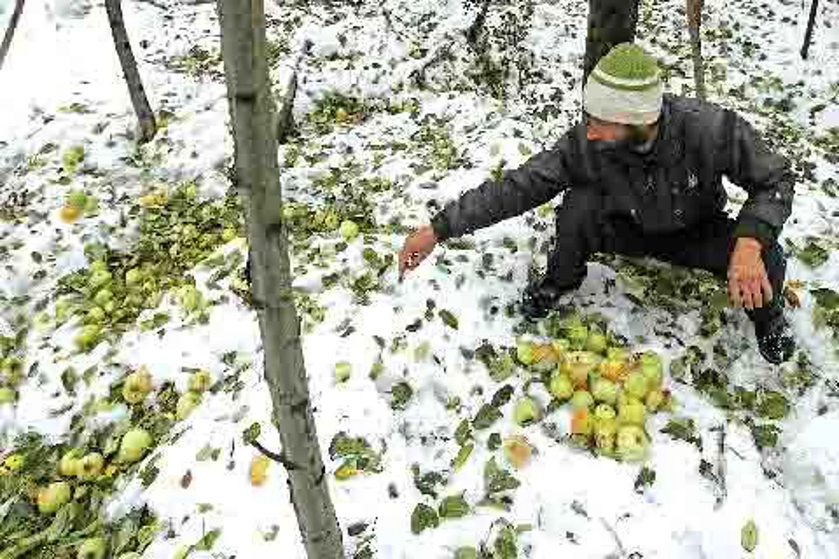 Inclement weather prediction| Kupwara farmers expedite harvesting of crops to prevent losses
