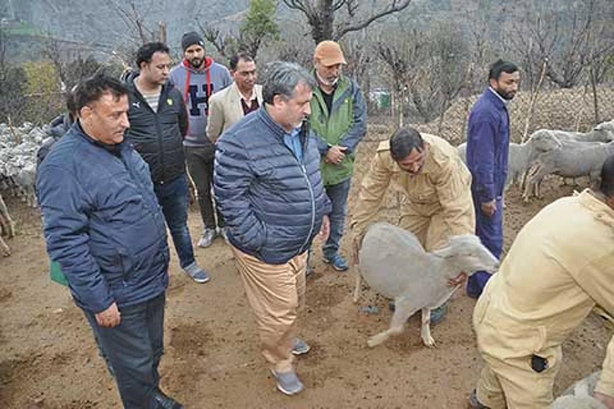 J&K Govt to setup sheep markets in every district