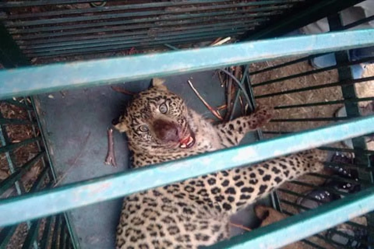 Wildlife officials capture leopard in Doda