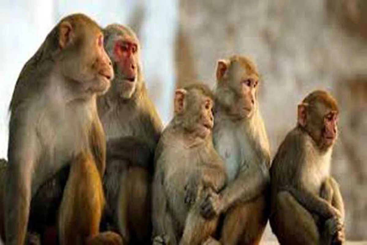 Woman falls from terrace after monkey attack in UP, dies