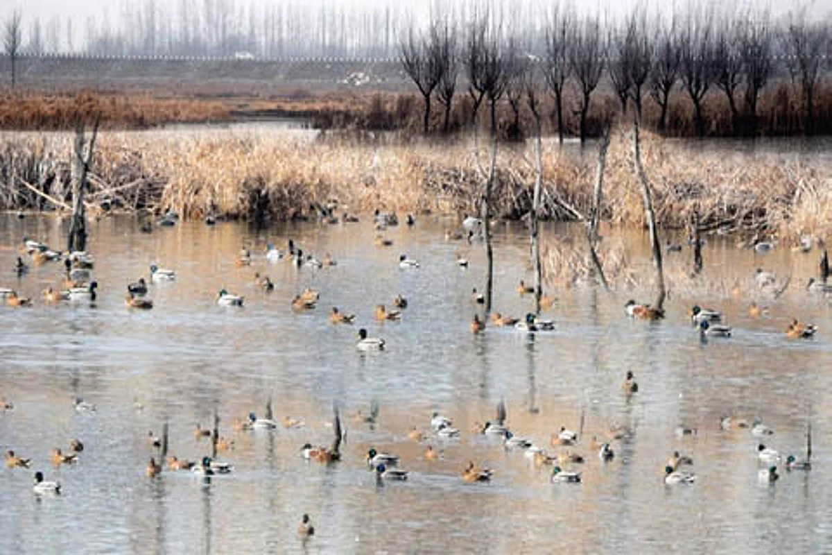 Eyeing the Pampore Wetlands ?