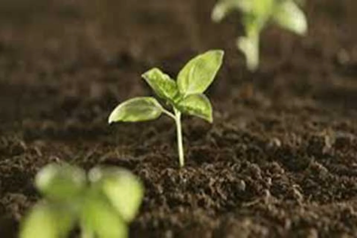 Forest department holds plantation drive