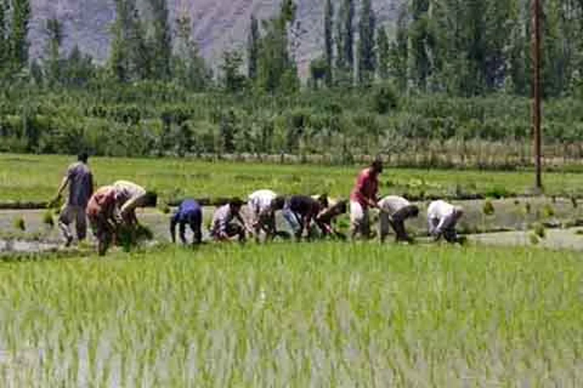 File Photo of paddy fields