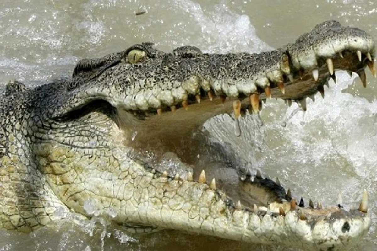 Gujarat: Boy rescued from jaws of crocodile by friends