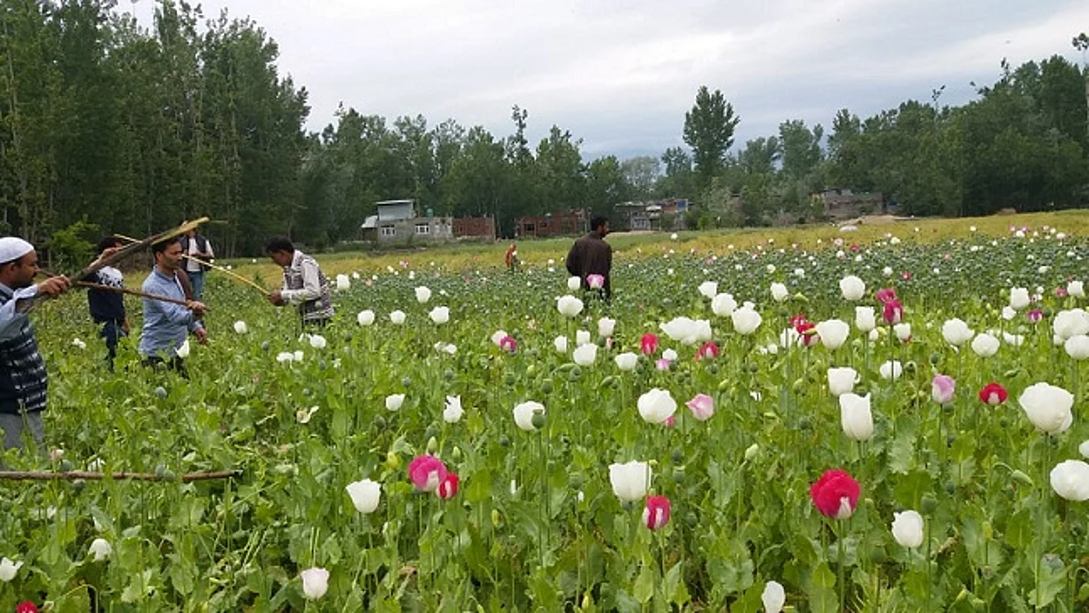 Poppy cultivation over 100 kanals of land destroyed