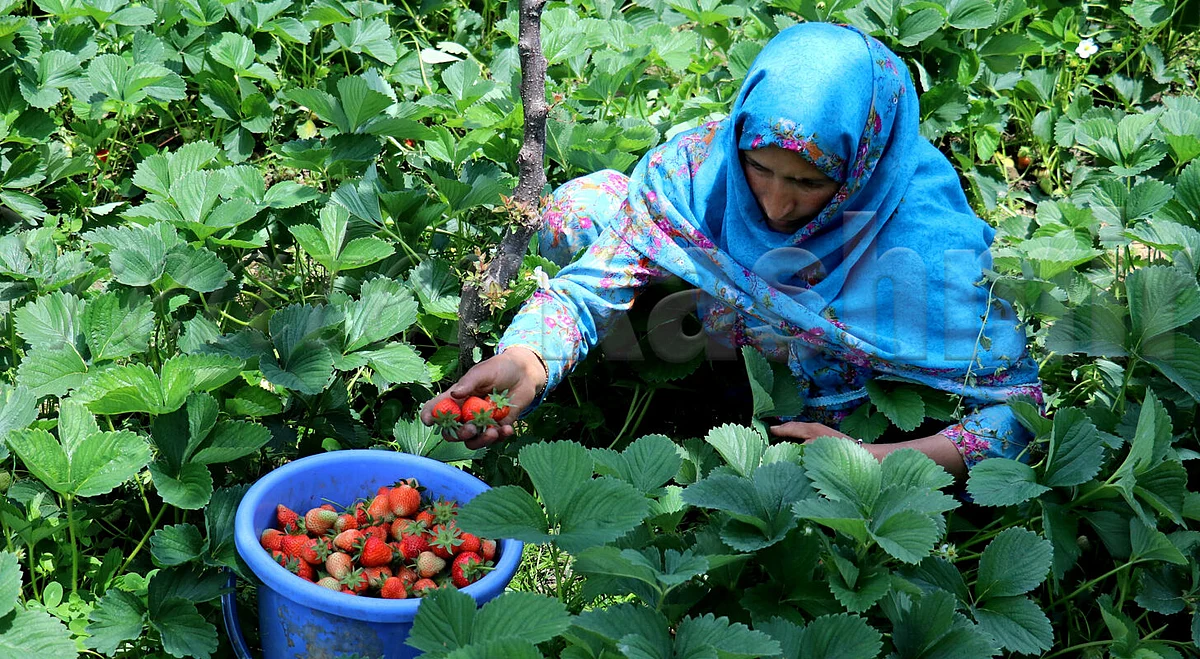 Gardening, walking preserve women’s mobility during aging: Study