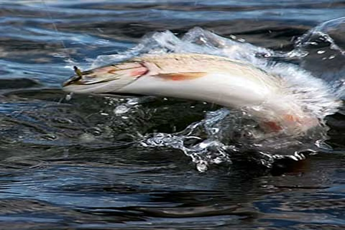 Trout production reaches 35 tons in Kulgam