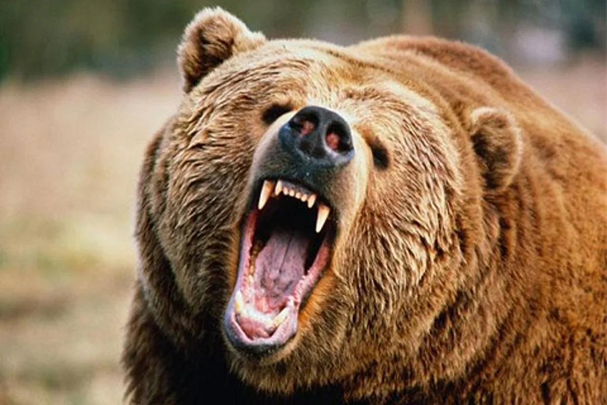 Man critically injured in bear attack in central Kashmir