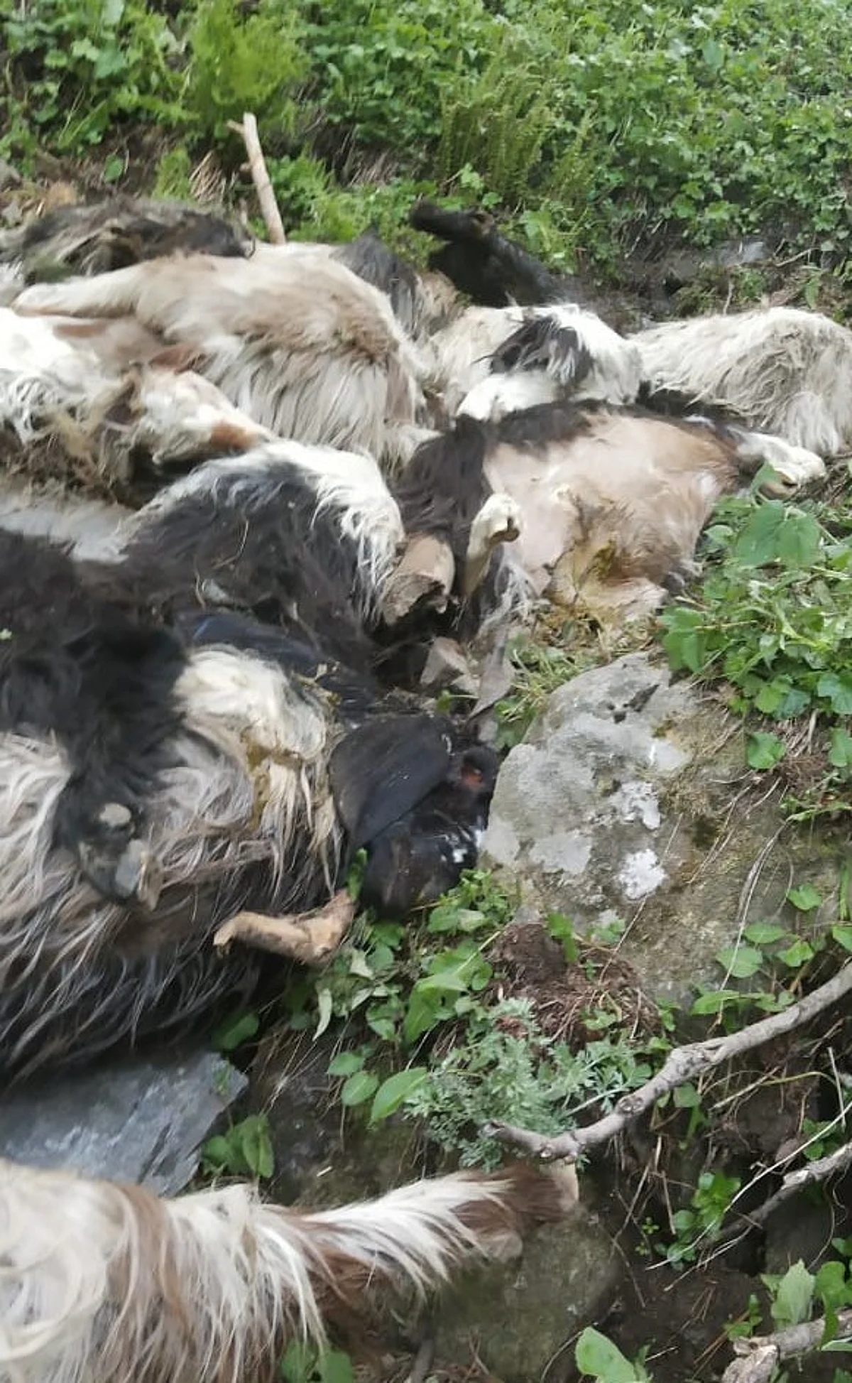 Lightning kills 180 sheep of a nomad in Ramban