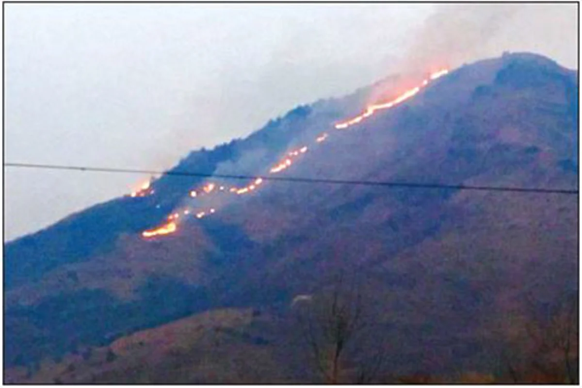 Fire engulfs forest compartment in Kangan