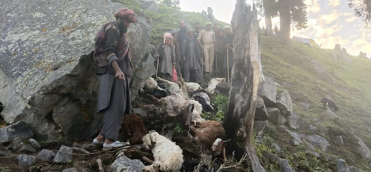 170 sheep and goats perish after lightning strikes Banihal