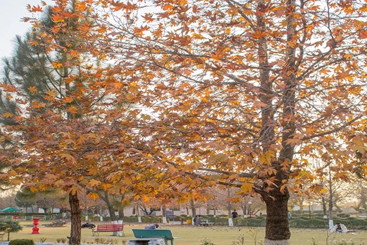 Govt bans installing advertisement material on Chinar trees in Kashmir