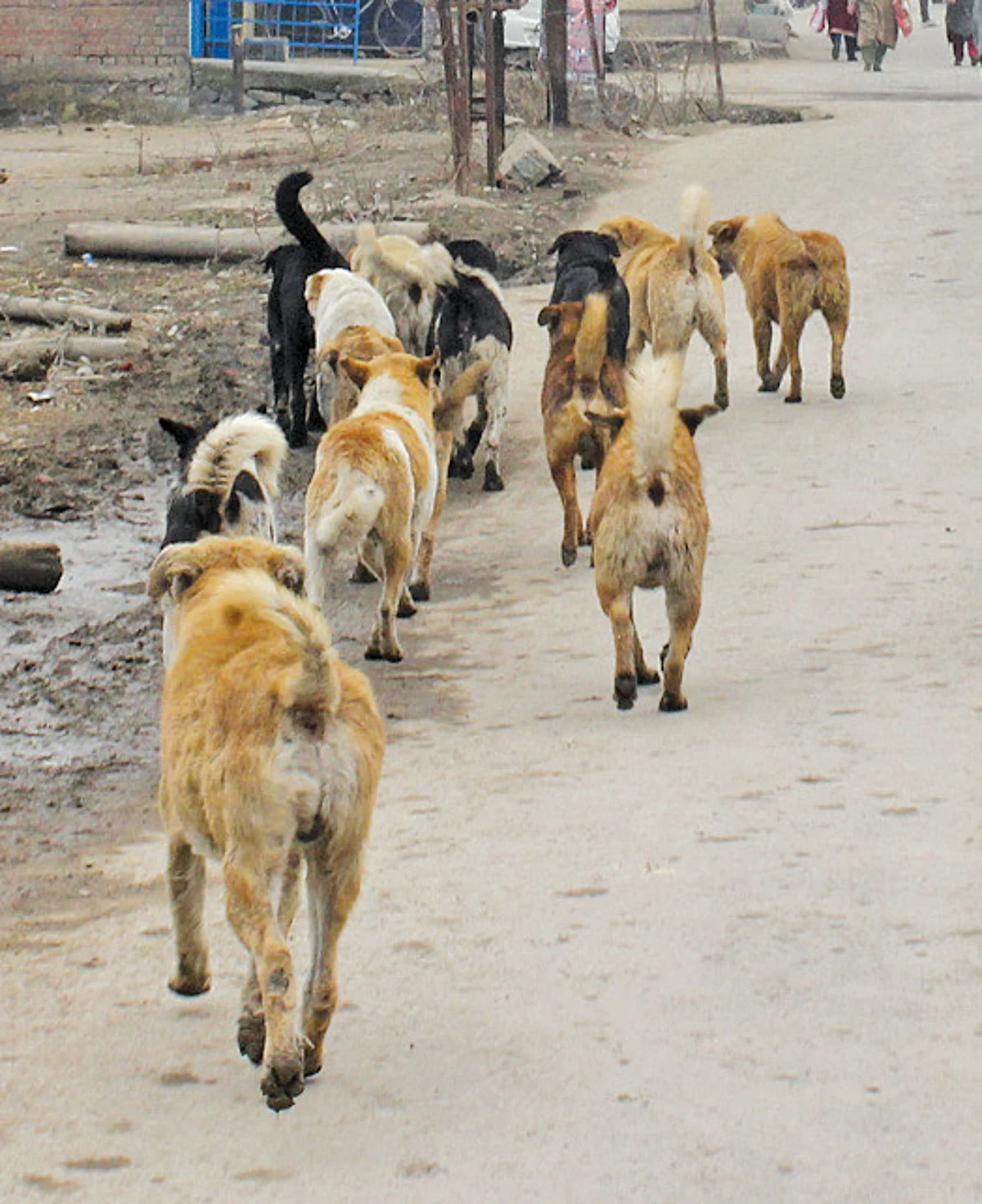 Fear of stray dogs grips Shopian
