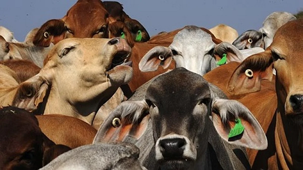 Five livestock die of ‘asphyxiation’ in south Kashmir’s Qazigund