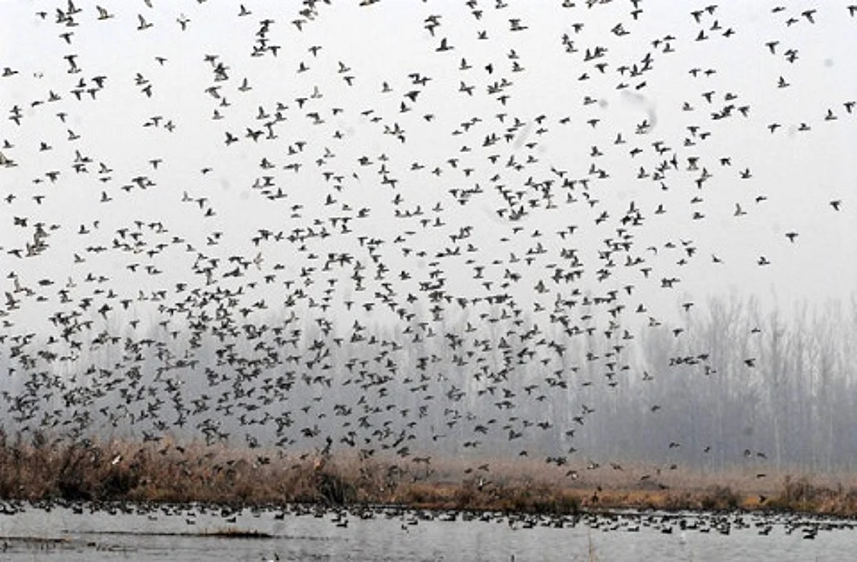 Admin starts demarcation of Hokersar wetland in Srinagar