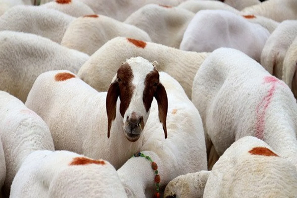 Govt proposes 10-15% rate revision for sacrificial animals